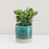 Tučnolist / Crassula ovata ‘Hulk’ Crassula ovata 'Hulk' Tučnolist