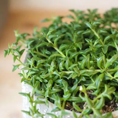 curio senecio peregrinus plantizia delfin string of dolphins