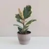 Ficus elastica 'Tineke' Fikus