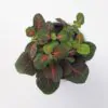 Fittonia ‘Bubble Red’ fittonia bubble red