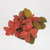 Fittonia červená svetlá fittonia cervena svetla plantizia Plantizia.sk