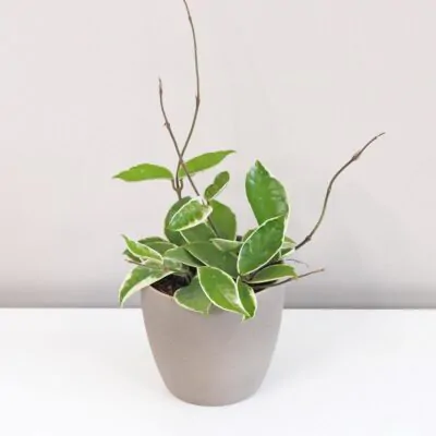 Hoya carnosa 'Albomarginata' Voskovka tahava rastlina
