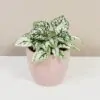 Hypoestes bielozeleny