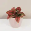 Hypoestes cerveny
