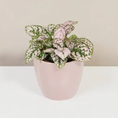 hypoestes svetloruzovy plantizia Plantizia.sk