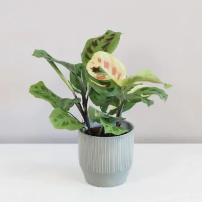 Maranta Kerchoveana variegata Beauty Kim