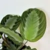 Maranta leuconeura ‘Silver Band’ maranta leuconeura silver band