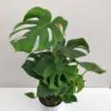 Monstera deliciosa na machovom stĺpe Monstera deliciosa na machovom stlpe veľká plantizia monstery
