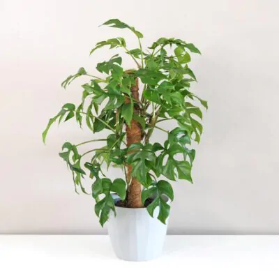 Monstera – 10 najčastejších problémov a ako ich vyriešiť Rhaphidophora tetrasperma monstera minima plantizia