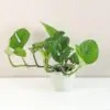 Monstera pinnatipartita Monstera pinnatipartita