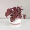Peperomia caperata ‘Quito’ peperomia caperata quito farebna izbova rastlina