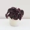 Peperomia caperata ‘Schumi Red’ peperomia caperata schumi red bezpecna rastlina pre zvierata