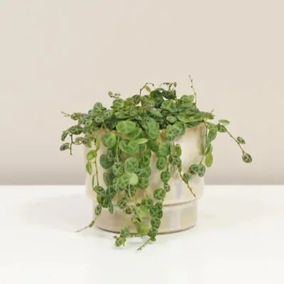 10 rastlín bezpečných pre domáce zvieratká peperomia prostrata pieprovec string of turtles plantizia