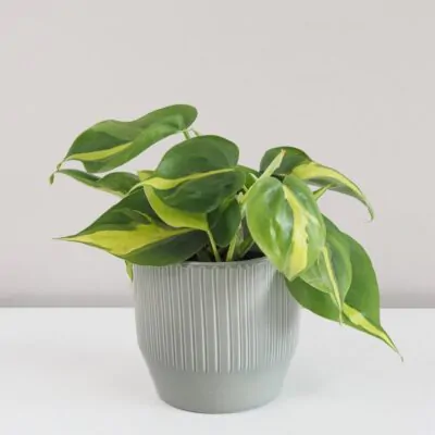 Starostlivosť o Philodendrony / Filodendrony: Rady pre úspešné pestovanie Philodendron scandens ‘Brasil’