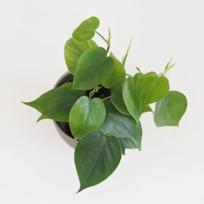 philodendron cordatum tahava nenarocna izbova rastlina