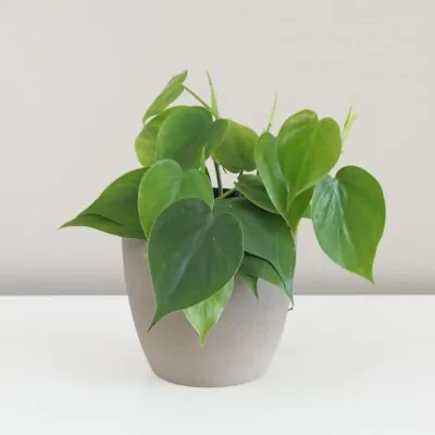 Philodendron cordatum filodendrón tahava rastlina plantizia
