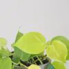 Philodendron ‘Neon’ veľký philodendron neon zlta tahava rastlina