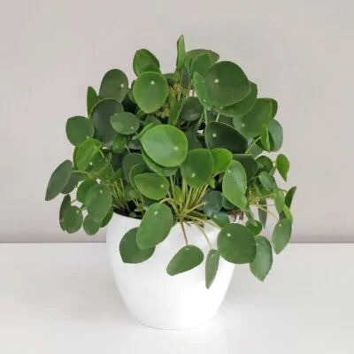 pilea peperomioides, money plant, izbova rastlina, štýlová rastlina, hipster plant, urban jungle, izbovka