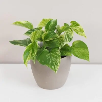 Izbové rastliny, riasogule a príslušenstvo Pothos Epipremnum ‘Marble Queen’