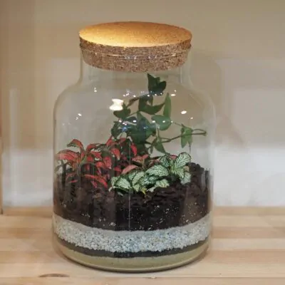 Rastlinné terárium s korkom