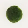 Riasoguľa L riasogula L riasogula zelena riasogule machova gula riasova gula marimo moss cladophora aegagropila aegagropila linnaei riasogulky riasogulicky plantizia