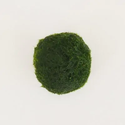 Starostlivosť o riasogule riasogula s riasogula zelena riasogule machova gula riasova gula marimo moss cladophora aegagropila aegagropila linnaei riasogulky riasogulicky plantizia