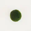riasogula s riasogula zelena riasogule machova gula riasova gula marimo moss cladophora aegagropila aegagropila linnaei riasogulky riasogulicky plantizia