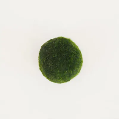 riasogula s riasogula zelena riasogule machova gula riasova gula marimo moss cladophora aegagropila aegagropila linnaei riasogulky riasogulicky plantizia