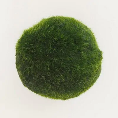 riasogula XL riasogula zelena riasogule machova gula riasova gula marimo moss cladophora aegagropila aegagropila linnaei riasogulky riasogulicky plantizia