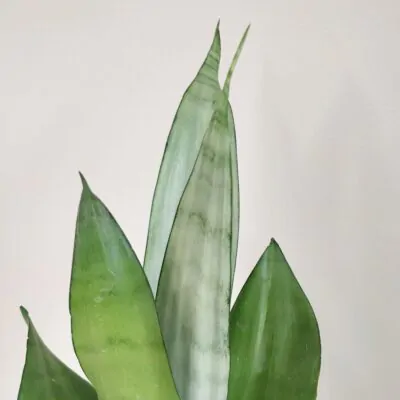 sansevieria moonshine 5 plantizia Plantizia.sk