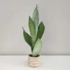Sansevieria trifasciata ‘Moonshine’ malá sansevieria moonshine mala plantizia Plantizia.sk
