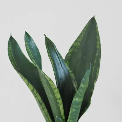 sansevieria silver flame 3 plantizia Plantizia.sk