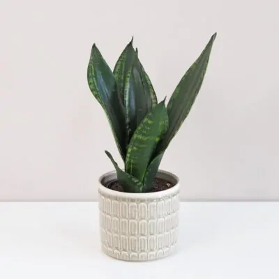Sansevieria ‘Silver Flame’