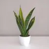 Sansevieria trifasciata ‘Golden Flame’ Sansevieria trifasciata ‘Golden Flame’