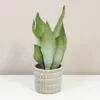 Sansevieria trifasciata ‘Moonshine’ sansevieria trifasciata moonshine plantizia Plantizia.sk