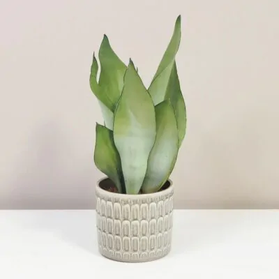 Sansevieria trifasciata ‘Moonshine’