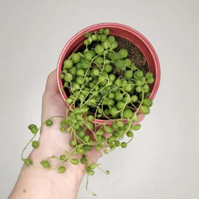 starcek senecio rowleyanus 2 plantizia Plantizia.sk