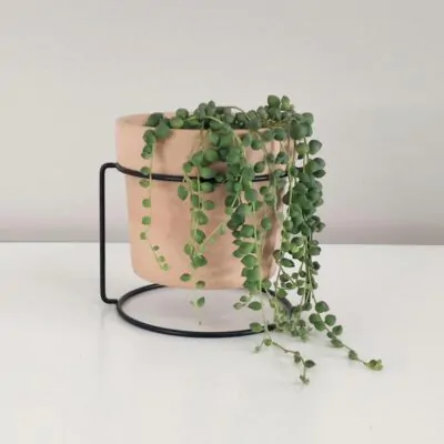 Starcek Senecio rowleyanus string of pearls plantizia