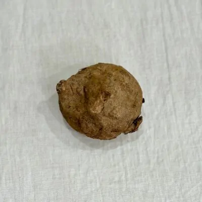 stephania erecta hluza