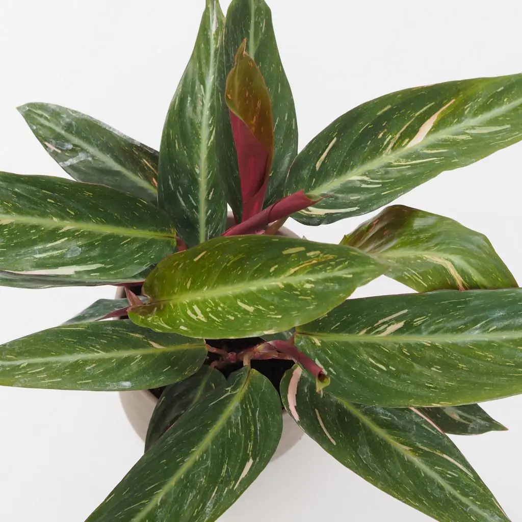 stromanthe magicstar 3 plantizia Plantizia.sk