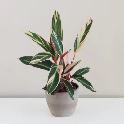 Stromanthe sanguinea ‘Triostar’