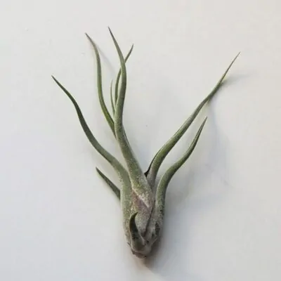 tillandsia caput medusae vzdusna rastlina airplant