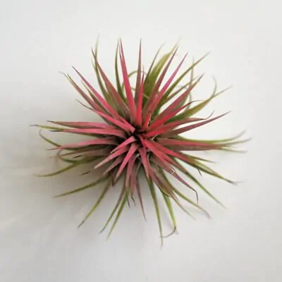 Tillandsie - vzdušné rastliny: ako sa o ne správne starať tillandsia ionantha ruzova vzdusna rastlina air plant
