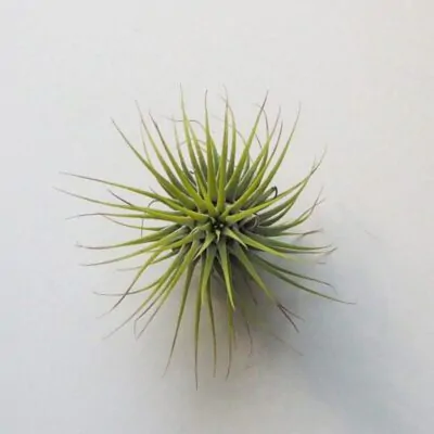Tipy na vianočné darčeky pre milovníka rastlín: 20 užitočných darčekov, ktoré potešia tillandsia ionantha zelena vzdusna rastlina air plant