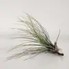 Tillandsia juncifolia tillandsia juncifolia plantizia Plantizia.sk