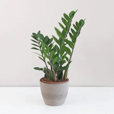 Zamioculcas zamiifolia zamiokulkas nenarocna rastliny do tiena