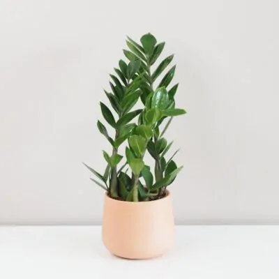 Zamioculcas zamiifolia zamiokulkas nenarocna rastliny do tiena