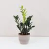 Zamioculcas zamiifolia ‘Raven’ Zamioculcas zamiifolia raven raritny zamiokulkas nenarocna rastliny do tiena