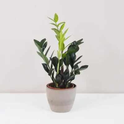 Zamioculcas zamiifolia raven raritny zamiokulkas nenarocna rastliny do tiena