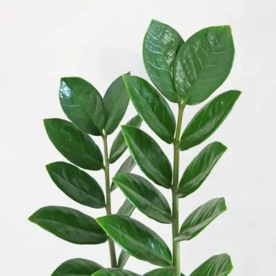 Zamioculcas zamiifolia zamiokulkas nenarocna rastliny do tiena